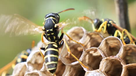 Macro-shot-of-wild-Wasp-moving-wings-in-slow-motion-sitting-on-honeycomb,-slow-motion