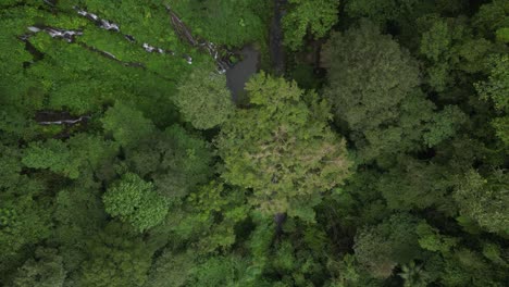 Vogelperspektive-Auf-Ein-Trio-Von-Wasserfällen-Im-Norden-Von-Bali,-Versteckt-In-Den-Tiefen-Des-Dschungels,-Aus-Der-Luft