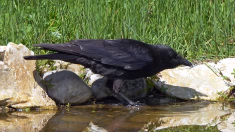 Close-up-shot-of-wild-Crow-hunter-catching-prey-in-river-water-during-sunny-day