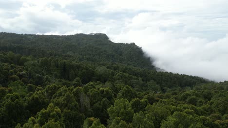 Forest-trees-on-mountain-tops-with-low-rolling-clouds-in-North-Bali,-Indonesia