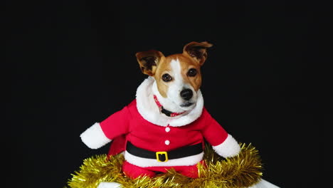 Cute-puppy-dog-dressed-up-in-red-Santa-suit-for-Christmas-celebrations