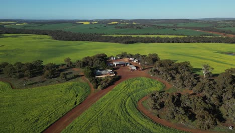 Aerial-approaching-shot-of-Australian-ranch-house-farm-in-rural-area-with-green-fields-in-Western-Australia
