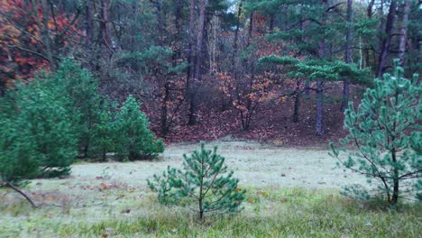 Baby-Christmas-Pine-Tree-in-Forest.-Static-Shot