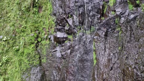 Tilt-down-as-water-seeps-down-wet-mossy-rock-cliff