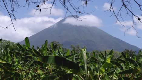 Volcán-De-Montaña-De-Ometepe-Visto-Desde-Una-Plantación-De-Banano-En-Nicaragua