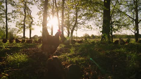 Chickens-walking-through-forest-pasture-at-sunset-on-cage-free-farm,-slow-motion-pan-right,-sun-flare-silhouette-of-hens-grazing