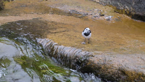 Black-backed-Wagtail-Motacilla-Alba-Bird-Eating-Green-Algae-in-Shallow-Running-Creek-Water-Flow-at-South-Korea