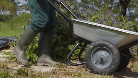 Gardener-Pushing-Wheelbarrow-In-The-Garden-With-Flowers
