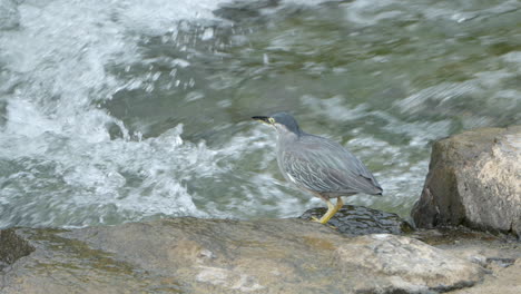 Adult-Little-Heron-,-Striated-Heron-or-Green-Backed-Heron-Bird-Drinks-Water-Standing-on-Rock-by-Fast-Flowing-River-Rapids