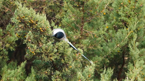 Der-Azurblaue-Elstervogel-Frisst-Beeren,-Die-Auf-Dem-Immergrünen-Strauch-Juniperus-Phoenicea-Sitzen,-Und-Fliegt-Davon