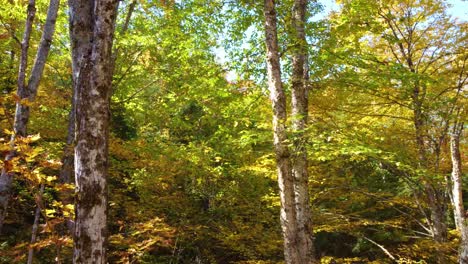 Drohnenflugaufnahme-Der-Baumwipfel-Eines-Malerischen-Herbstwaldes-In-Montreal,-Québec,-Kanada