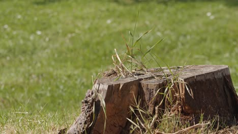 Man-sticks-axe-into-tree-stump