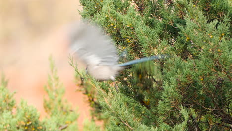 Nahaufnahme-Eines-Azurblauen-Elstervogels,-Der-Im-Herbst-Beeren-Von-Immergrünen-Strauchzweigen-Des-Juniperus-Phoenicea-Aufsammelt-Oder-Zieht-Und-In-Zeitlupe-Davonfliegt