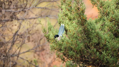 Der-Azurblaue-Elstervogel-Pflückt-Juniperus-Phoenicea-Beeren-Und-Frisst-Sie-Im-Spätherbst-In-Seoul,-Südkorea