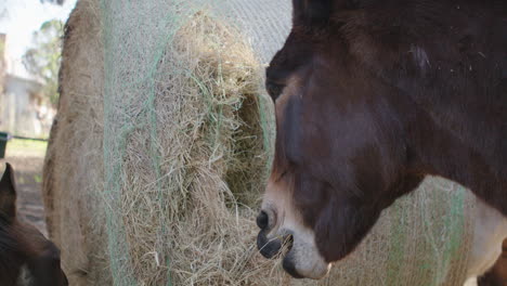 Horse,-mule-and-donkey-eating-and-feeding-on-hay-at-ranch-farm