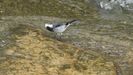 Bachstelzenvogel-Frisst-Algen-In-Einem-Flachen-Süßwasserbach-In-Japan