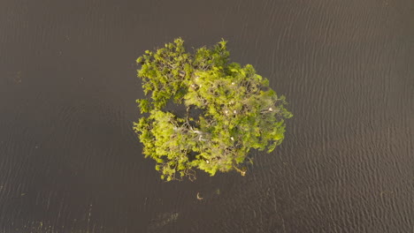 Aerial-view-of-a-bird-gracefully-flying-to-its-nest-on-a-small-island-of-trees