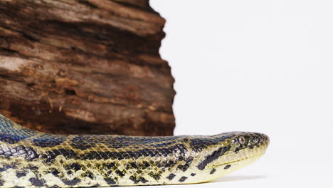 Anaconda-Amarilla-De-Cerca-El-Perfil-Lateral-De-La-Cara-Sobre-Una-Serpiente-De-Fondo-Blanco
