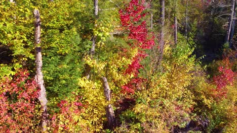 Schweben-Durch-Die-Wunderschönen,-Farbenfrohen-Herbstwälder-Von-Montreal,-Quebec