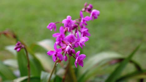 Pink-Philippine-ground-orchids-in-heavy-rain-in-home-garden,-blur-background,-Mahe-Seychelles-30fps