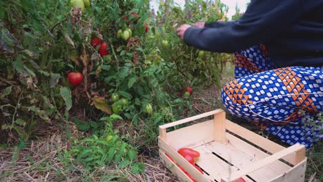 Person-picking-or-harvesting-organic-tomatoes-to-a-small-wooden-box-in-a-ecological-sustainable-small-farm