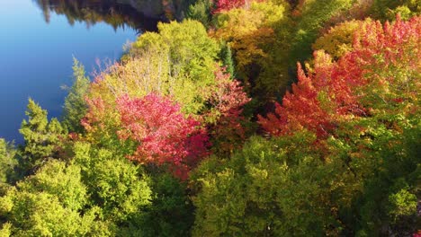 Fly-over-drone-shot-of-the-colorful-treetops,-placid-lake,-and-a-hiking-trail-situated-in-Montréal,-Québec,-Canada