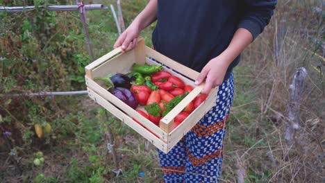 Person-holding-a-box-of-fresh-organic-vegetables-like-tomatoes,-peppers-and-eggplants-in-a-eco-friendly-sustainable-farm