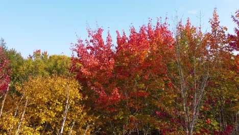 Lebendiger,-Farbenfroher-Herbstwald,-Luftdrohnen-Fliegenansicht-Aus-Extremer-Nähe