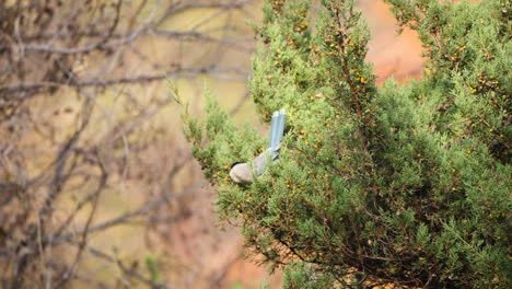 Azure-winged-Magpie-Bird-Pulls-off-Juniperus-Phoenicea-Berrry,-Hold-Fruit-in-Beak-and-Flies-Away-in-Slow-Motion