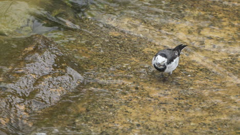 Nahaufnahme-Eines-Bachstelzen--Oder-Amur-Bachstelzenvogels,-Der-An-Einem-Herbsttag-In-Sibirien-Grünalgen-Im-Flach-Fließenden-Bachwasser-Frisst