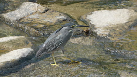Striated-Heron-or-Mangrove-Heron-Stands-on-Rock-By-Flowing-Water-Stream-Foraging-Fishes