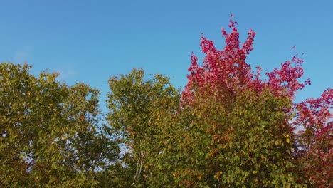 Sie-Schweben-über-Herbstlich-Gefärbte-Wälder-Und-Entdecken-Einen-Riesigen-See-In-Quebec