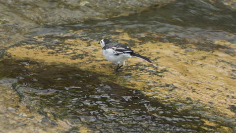White-Wagtail-Forages-Walking-in-Shallow-Brook-Water-Searching-Alga-and-Pecking-Underwater-Organisms-at-Indonesia