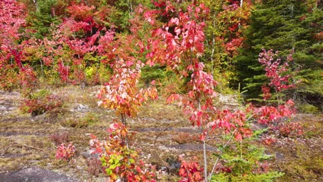 Scenic-landscape-of-La-Vérendrye-Wildlife-Reserve-with-its-colorful-trees-in-the-months-of-fall-season-in-Québec,-Canada
