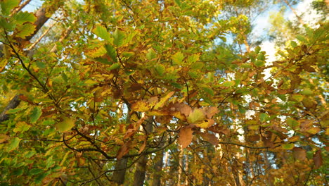 Lebendiges-Herbstdach-In-Einer-Dichten-Waldumgebung