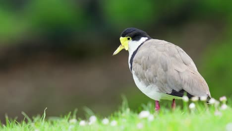 Masked-lapwing-bird-stands-motionless-before-walking-away-in-slow-motion-with-bokeh-background
