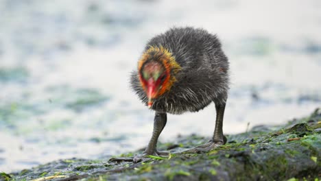 Cute-funny-baby-coot-bird-with-very-big-feet-walks-next-to-the-water-feeding
