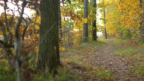 Forest-trail-lined-with-colorful-autumn-foliage