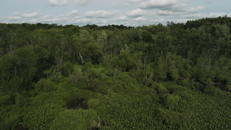 Vast-Landscape-Of-Swamps-With-Lush-Forest-And-Vegetation-Near-Lamar,-Barton-County,-Missouri,-United-States