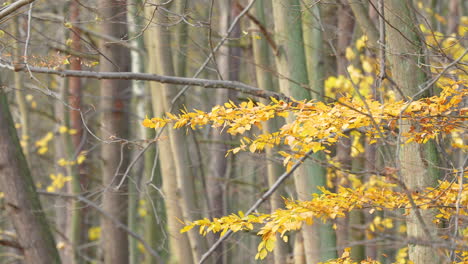 Yellow-autumn-leaves-clinging-to-forest-branches