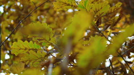 Close-up-of-golden-oak-leaves-in-autumn-forest