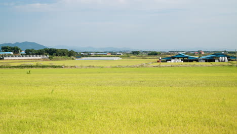 Yellow-Rice-Fields-In-Countryside-Gunsan,-South-Korea---panning-shot