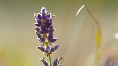 Vibrant-lavender-flowers-in-focus-with-a-soft,-blurred-natural-background