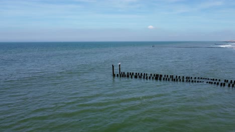 White-bird-landing-on-a-pole-of-a-long-groyne-at-a-beach-in-the-netherlands