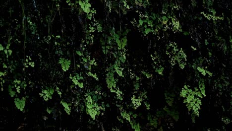 A-wall-of-green-tropical-ferns-grow-against-the-cliff-of-a-waterfall