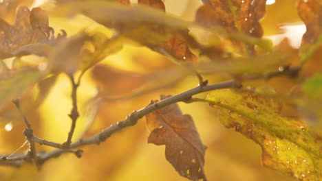 Golden-sunlight-filters-through-oak-leaves-in-fall