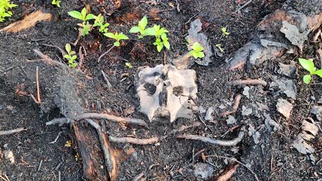A-piece-of-fractured-skeletal-remains-found-in-a-wooded-area-on-the-ground-with-decaying-forest-materials-caused-by-a-wildfire-in-the-forest-in-Sudbury,-Ontario,-Canada