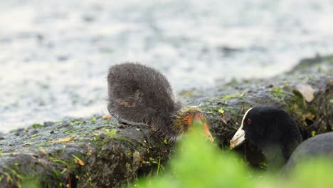 Cute-baby-coot-is-fed-by-its-parent-after-scratching-its-head