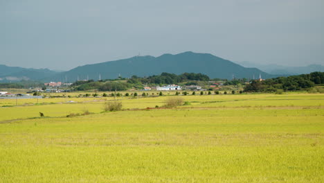 Broad-Yellow-Ripe-Rice-Farm-Fields-in-Gunsan-Countryside---Zoom-out
