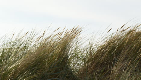 Tall-beach-grasses-bending-in-the-wind-under-a-bright-sky,-evoking-a-sense-of-calm-and-solitude